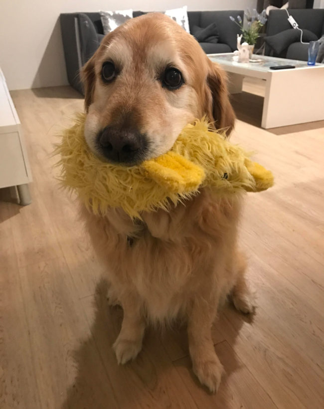 This is my duck. There are many like it, but this one is mine