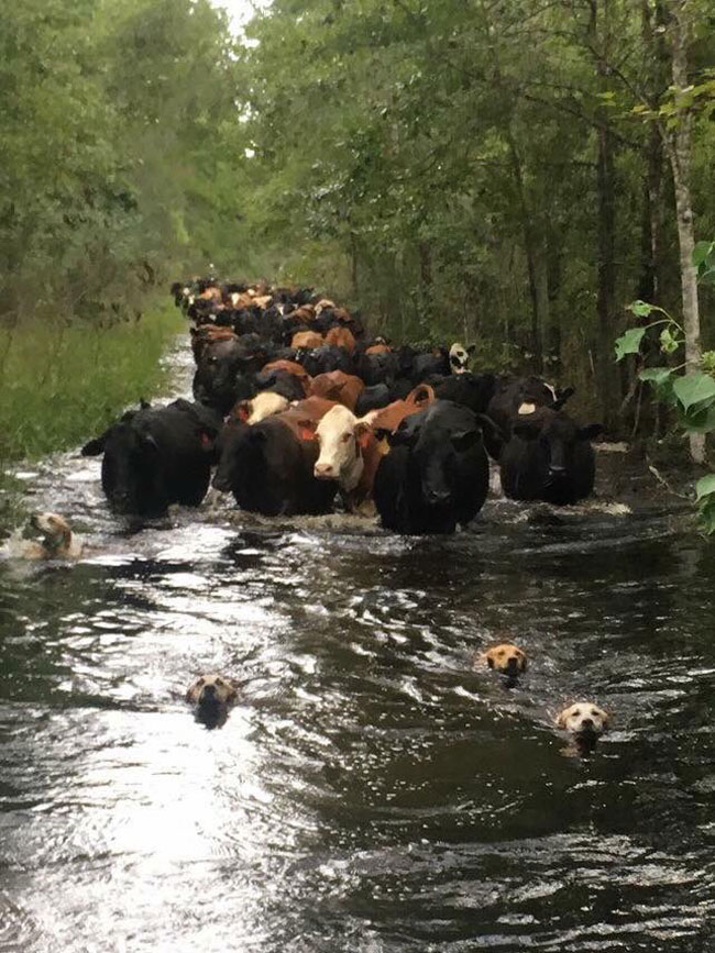 Brave cow dogs swim in front, leading cows to safety