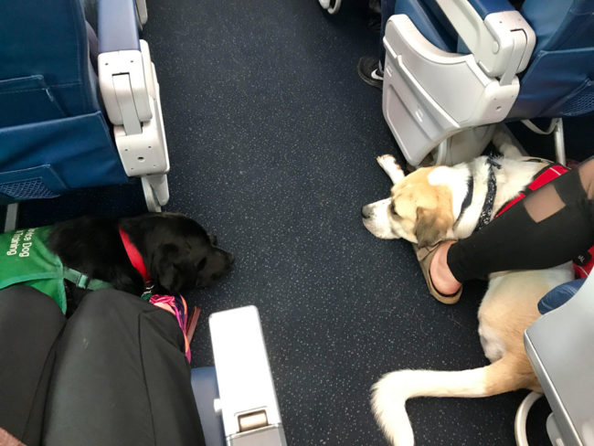 My boy made a friend on the flight