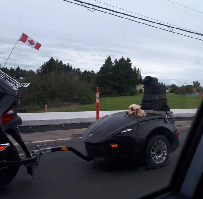 Two dogs out for a ride. Made me smile ear to ear for days