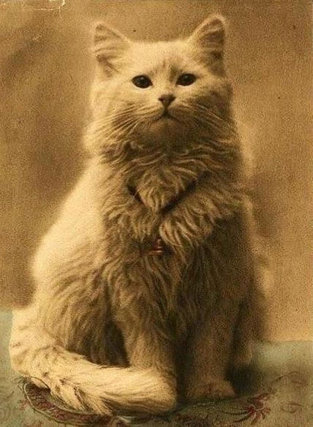 One of the first cat photos ever taken, 1880s