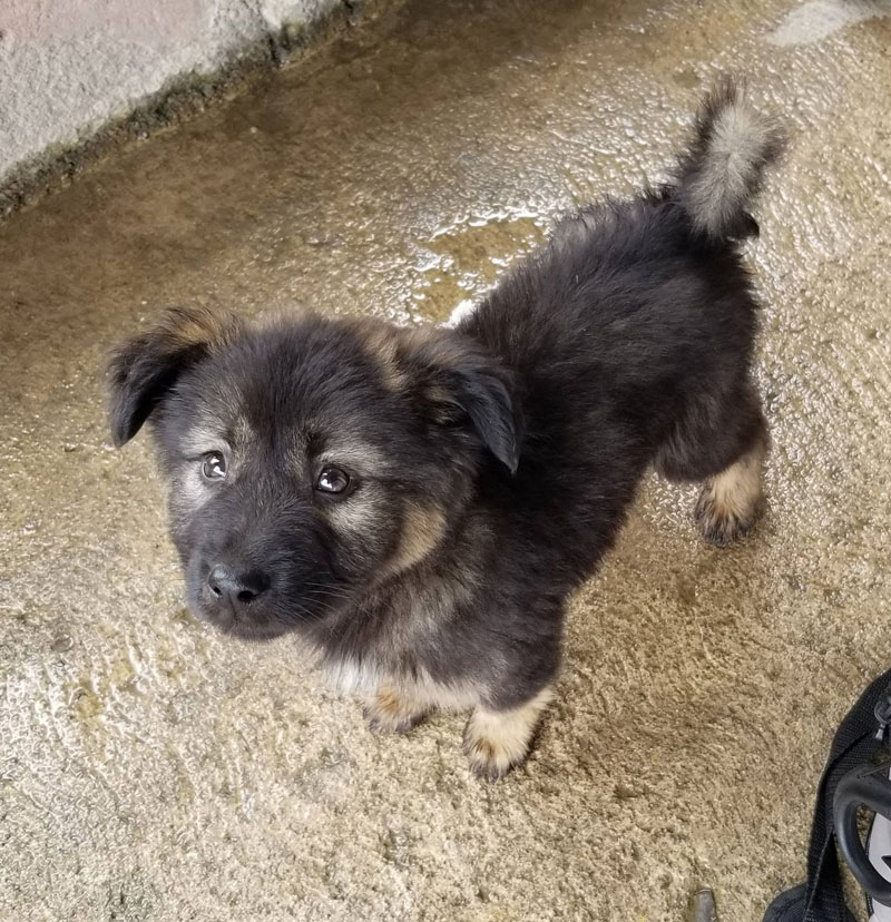 Street puppy who came to ask for treats as we ate in rural Mexico. Such floof!