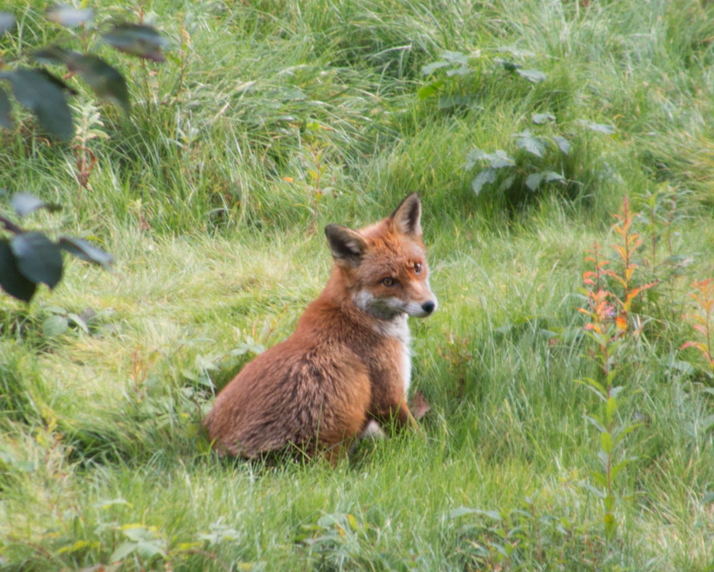 My wife took this fantastic fox photo from our flat in Scotland