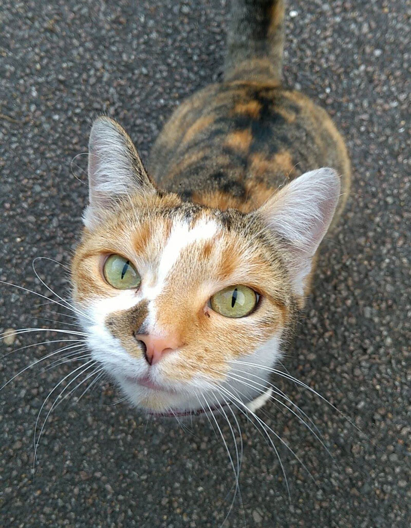 A random friendly cat on my road