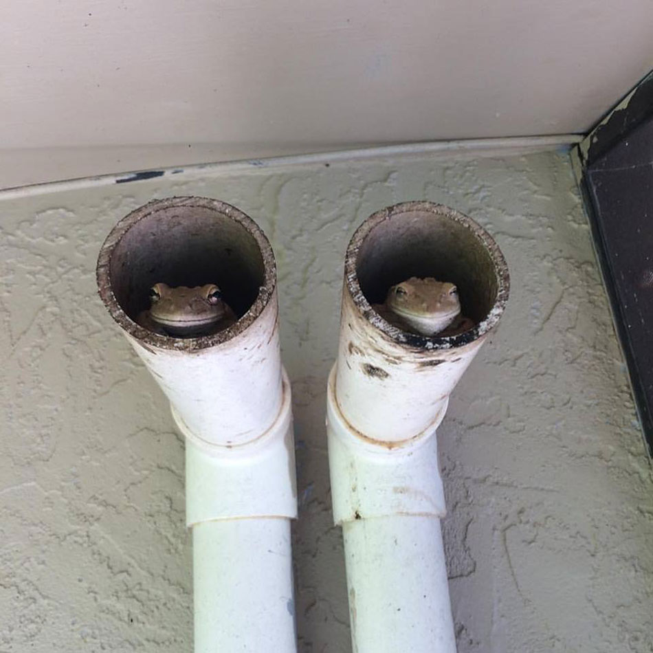 A friend of mine who lives in Florida found these two guys bracing for impact
