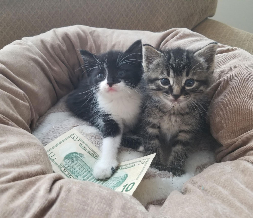 Say hello to my first cats, Mayonnaise and Kevin