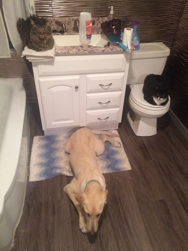 Finally got a photo of my entire fur family watching me shower