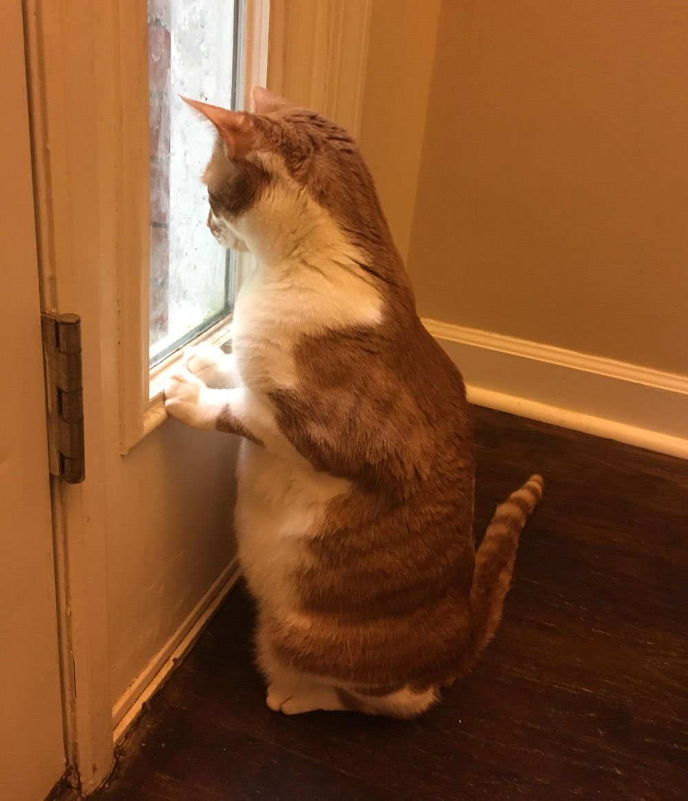 He waits for his "girlfriend," the neighbors cat, everyday