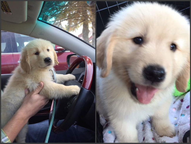 Meet Lucy the golden retriever! She is 8 weeks old!