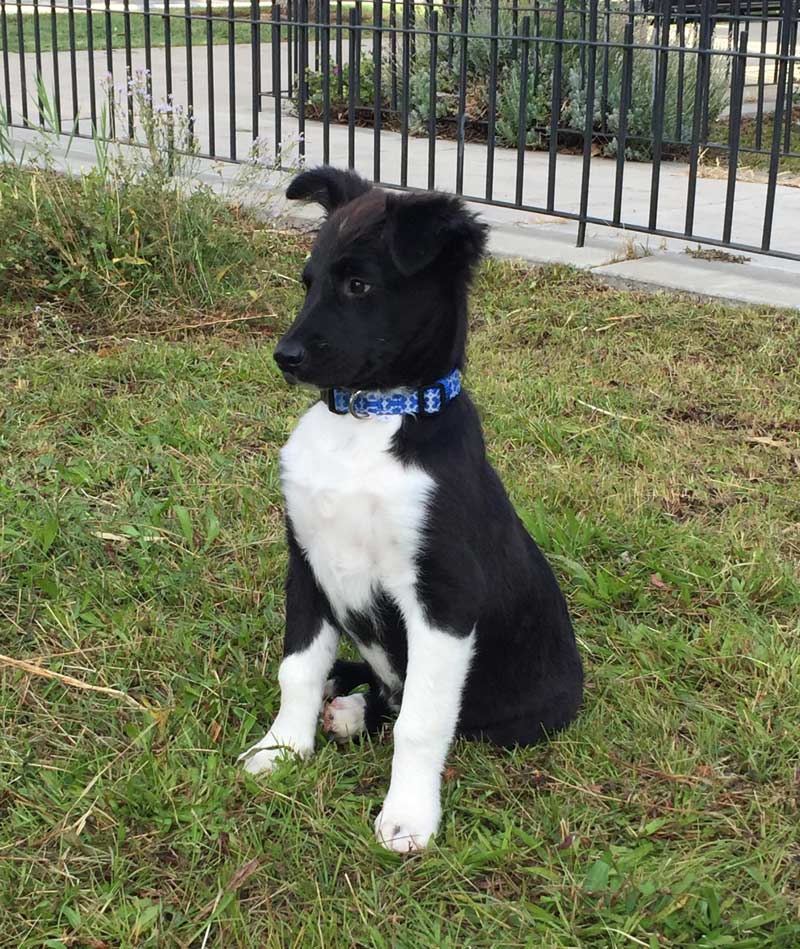 Our newly adopted puppy has stellar posture