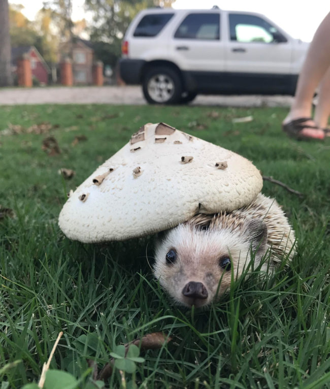 Showed my hedgie a mushroom today!