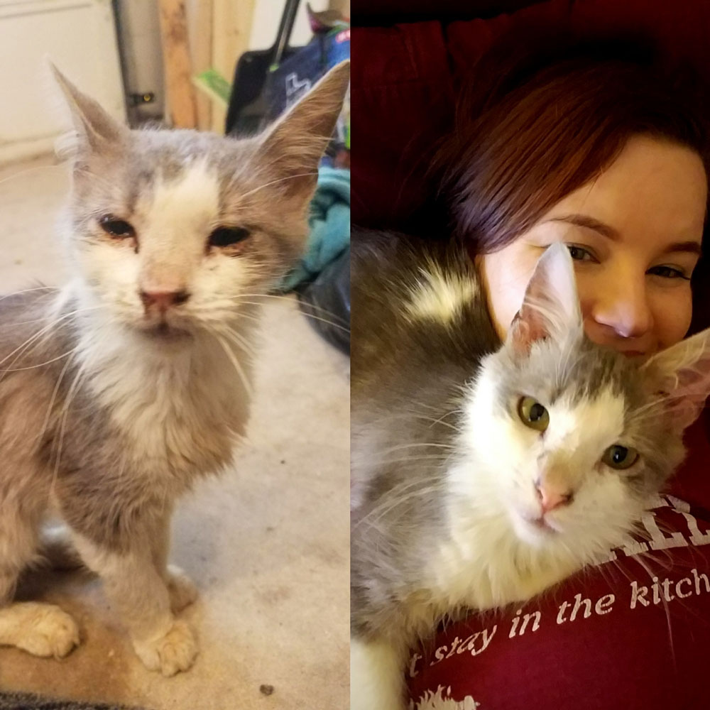 After a storm a month ago, I found an emaciated and very ill Charlie Cat under my trash can. Today, he got his clean bill of health from the vet!