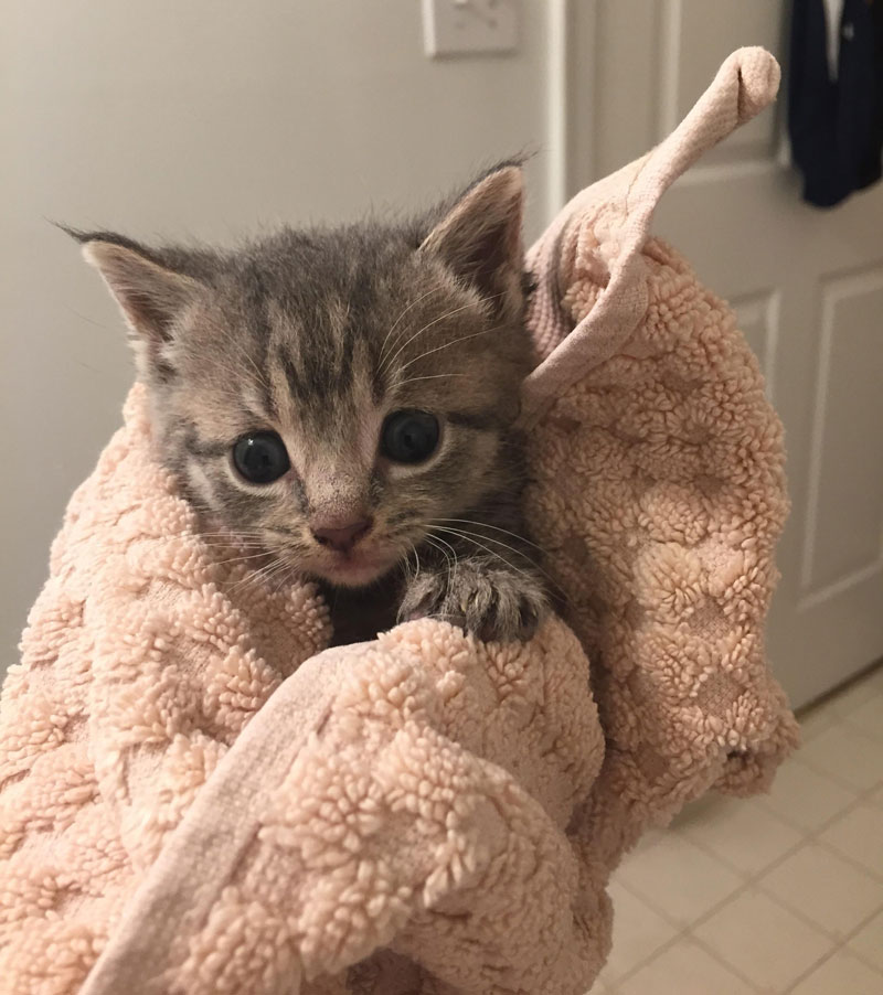 Fuzzy foster kitten after a bath. She was rescued from a hoarding situation