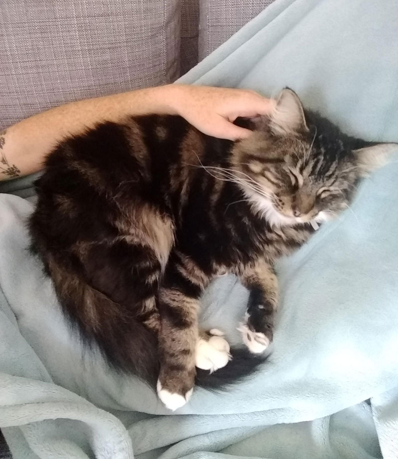 I'm dealing with a rough breakup, I'm lucky to have this floof's cuddles