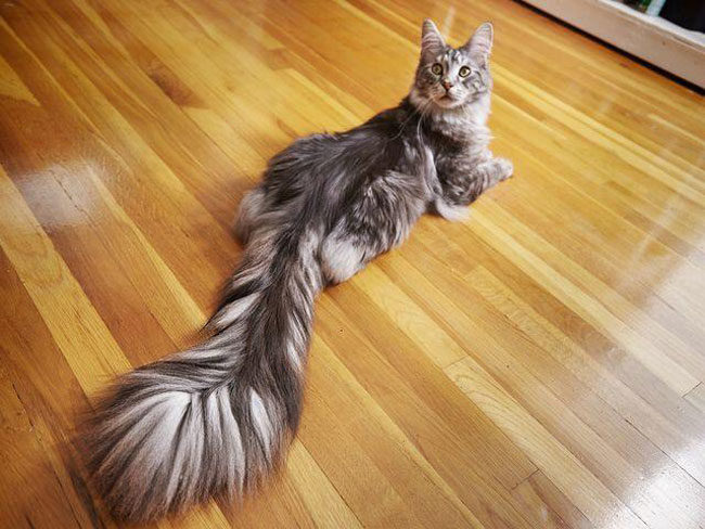 Cygnus, the world record holder for longest cat tail