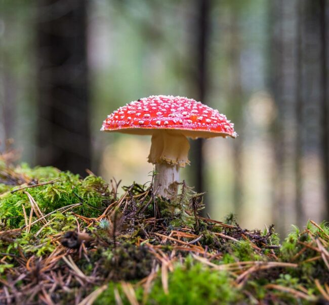 This mushroom looks like it is right out of Willy Wonka's chocolate room