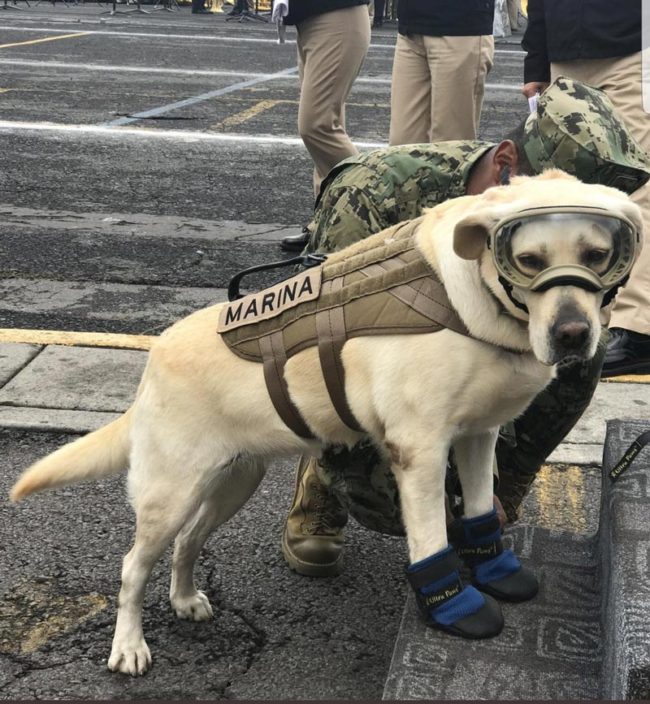 This badass navy rescue dog helping victims of Mexico's earthquake. Her name is Frida
