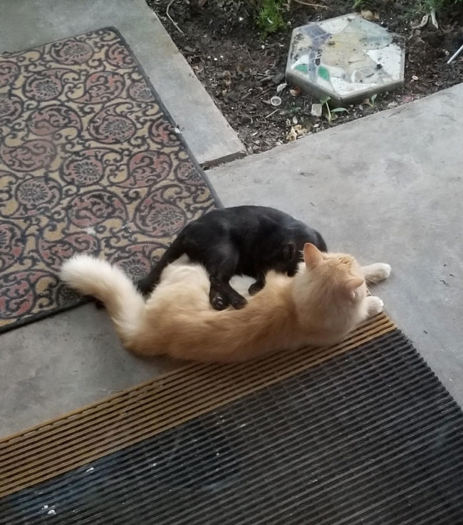My cat befriended this stray when he was a kitten and now they're inseparable