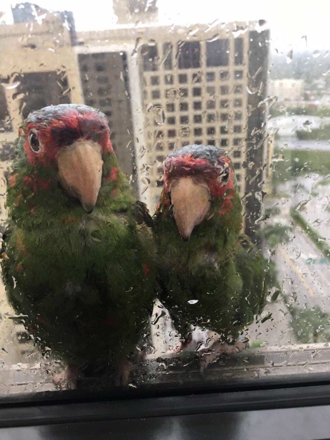 A couple of parrots sheltering from Hurricane Irma on the edge of the 22nd floor window
