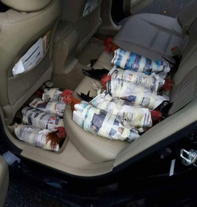 My friend's back seat, in preparation for hurricane Irma