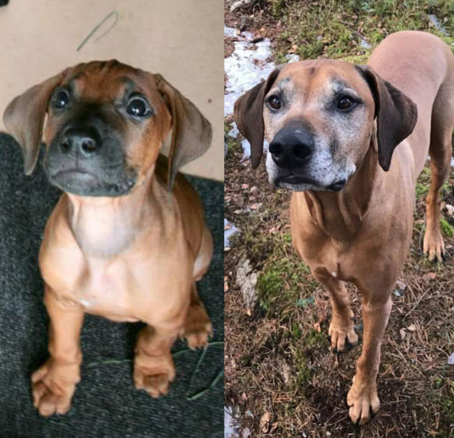The same puppy dog eyes 7 years apart