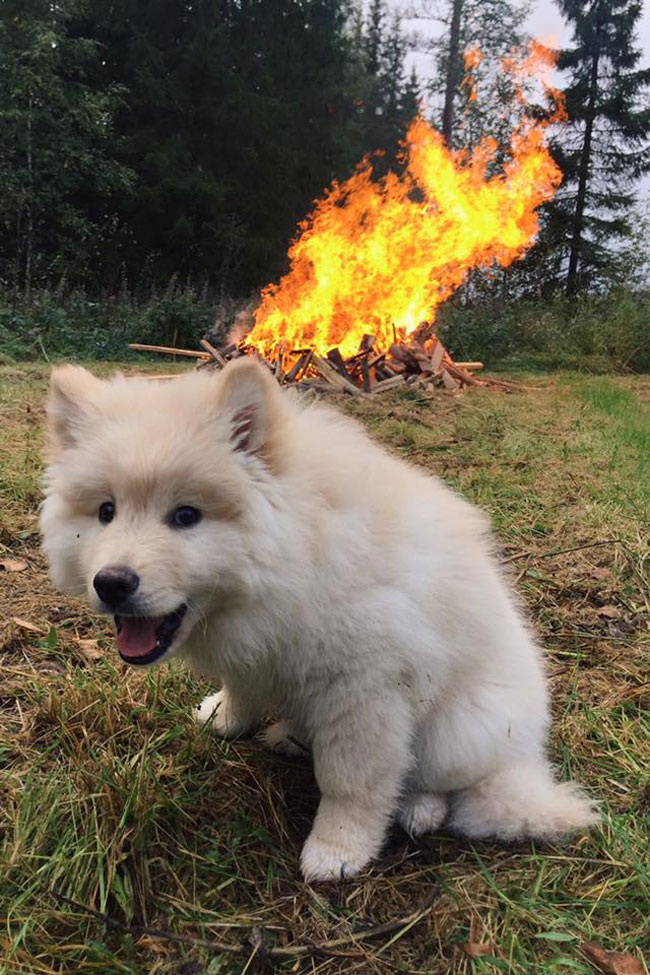 Some puppies just want to watch the world burn
