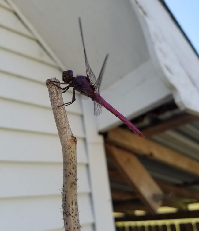 Never saw a purple dragonfly before yesterday