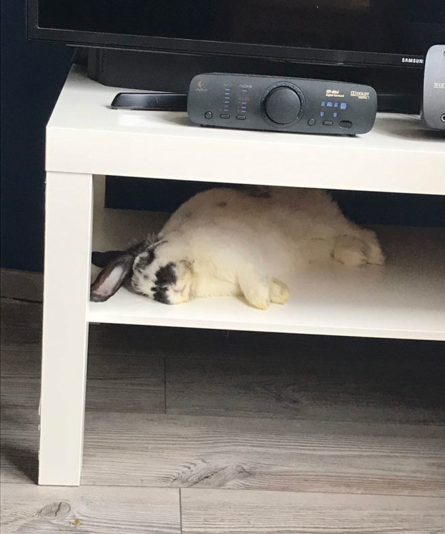 My rabbit likes sleeping under the TV