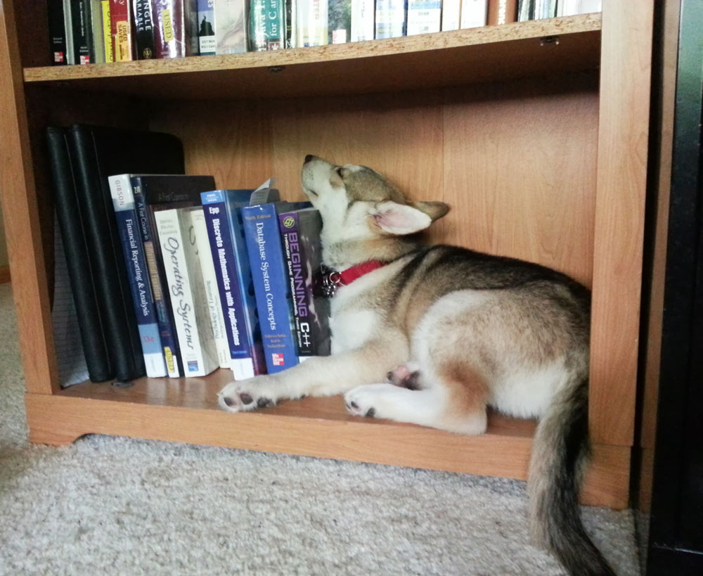 I hope one day I'll be able to read my dog...