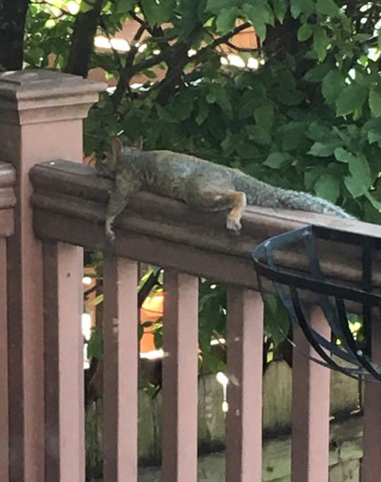 It was 94 in Chicago yesterday and this squirrel on our porch was not having it