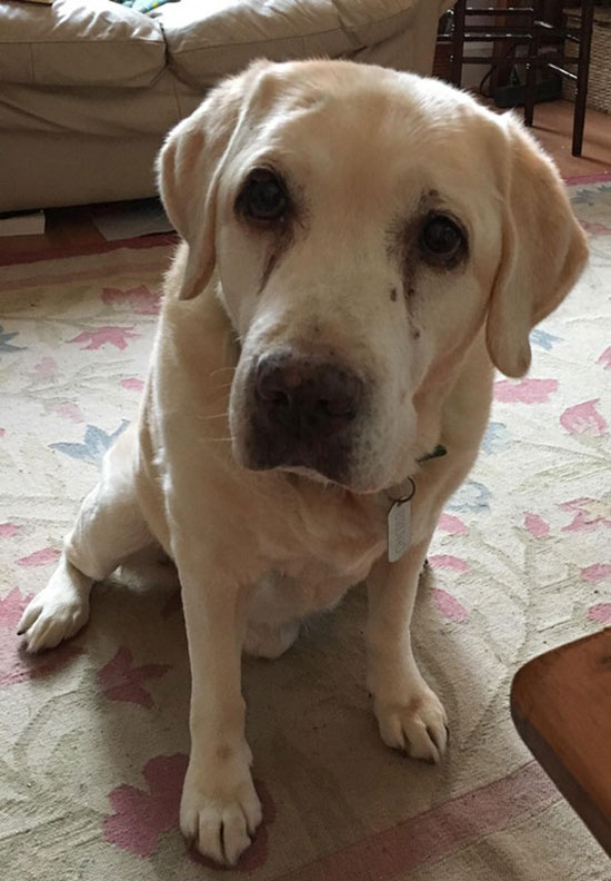 Meet Bruno, a retired guide dog & therapy dog. He is 15 today
