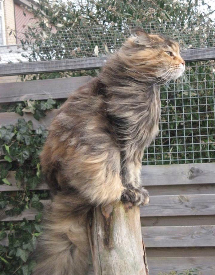 The wind makes it look like the cat is about to sail the seven seas
