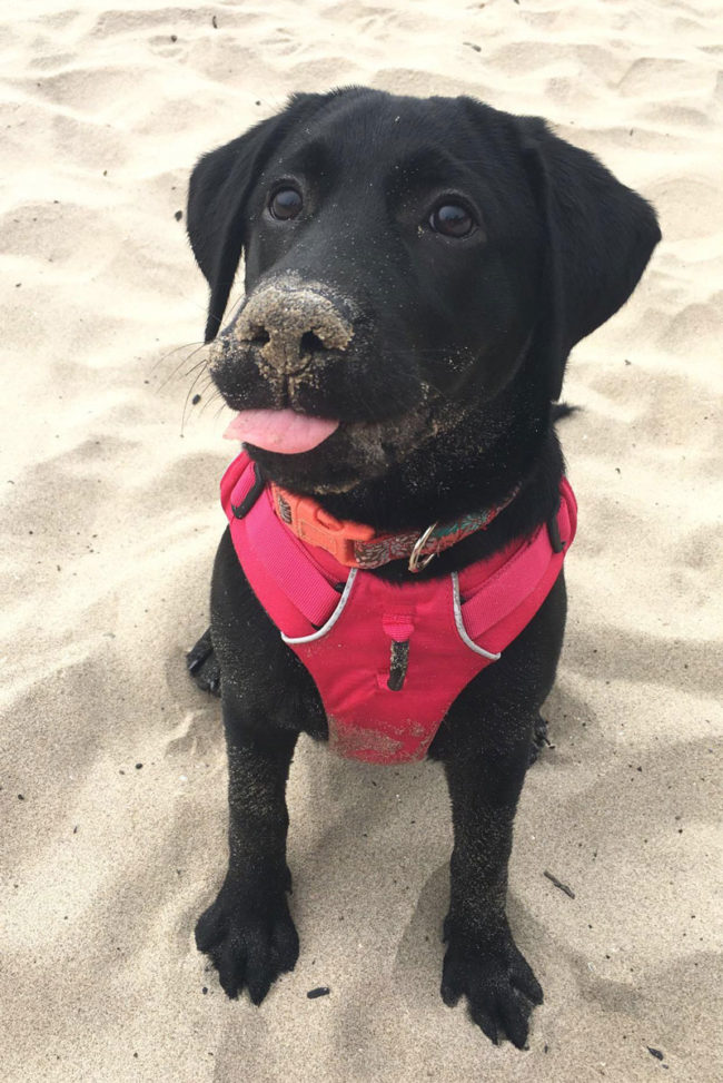 My pups first go at the beach