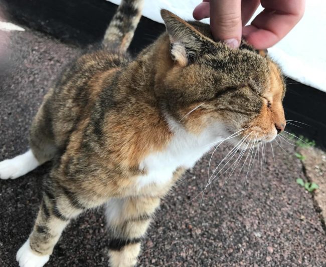The stray cat we've taken into care LOVES being petted