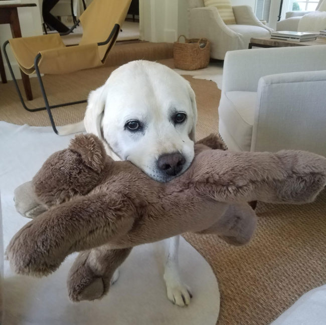 Meet River, he likes to bring his bear to you anytime he wants to say Thank you