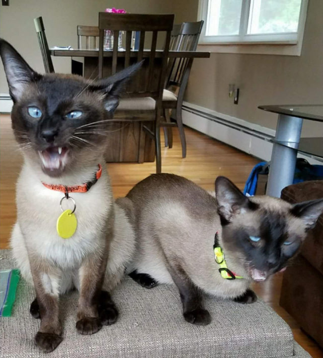 My sister's siamese cats trying new treats