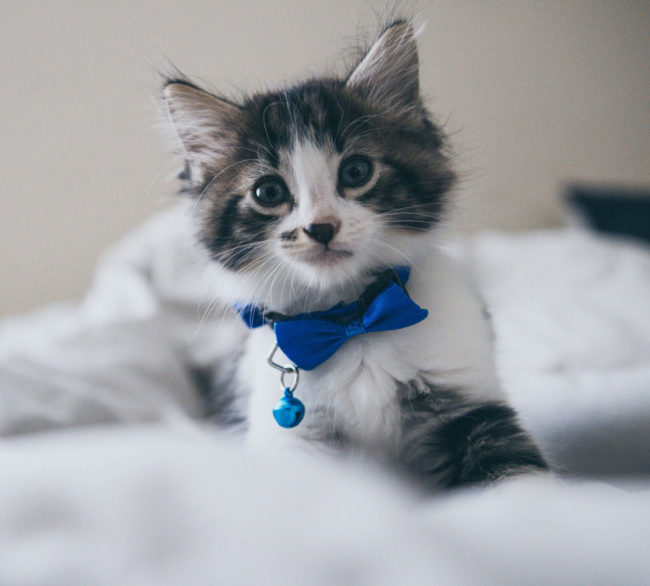 After 20+ years of wanting a cat, I finally got one. Meet Charles
