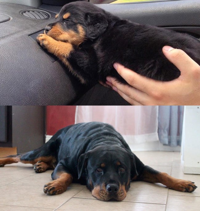 Lil' fella when I first got him vs. 4 years later
