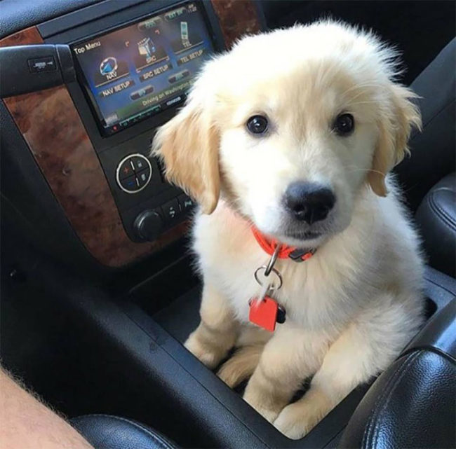 A car with a pup holder