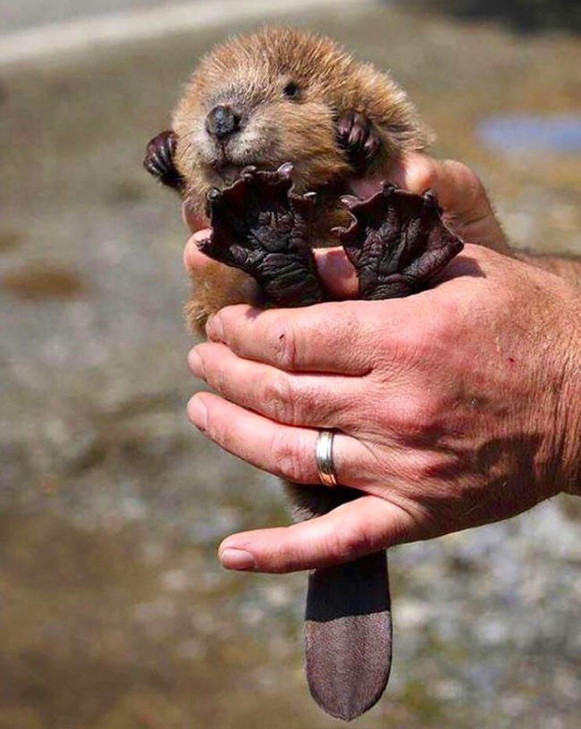 Baby beavers are the best!