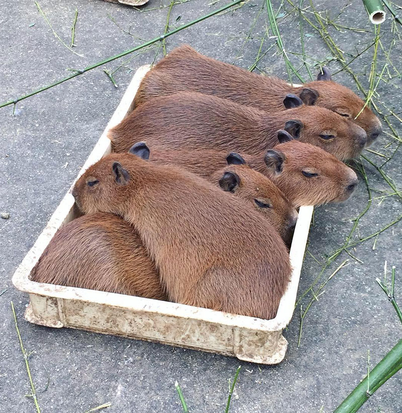 Capybaras cuddling in a box