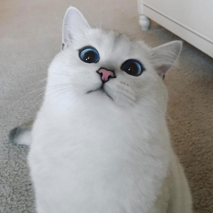 Cat with the most beautiful eyes