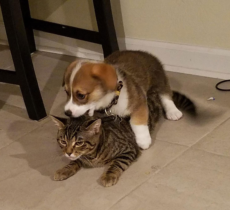 Been watching this Corgi pup for a few days now. He's already making friends