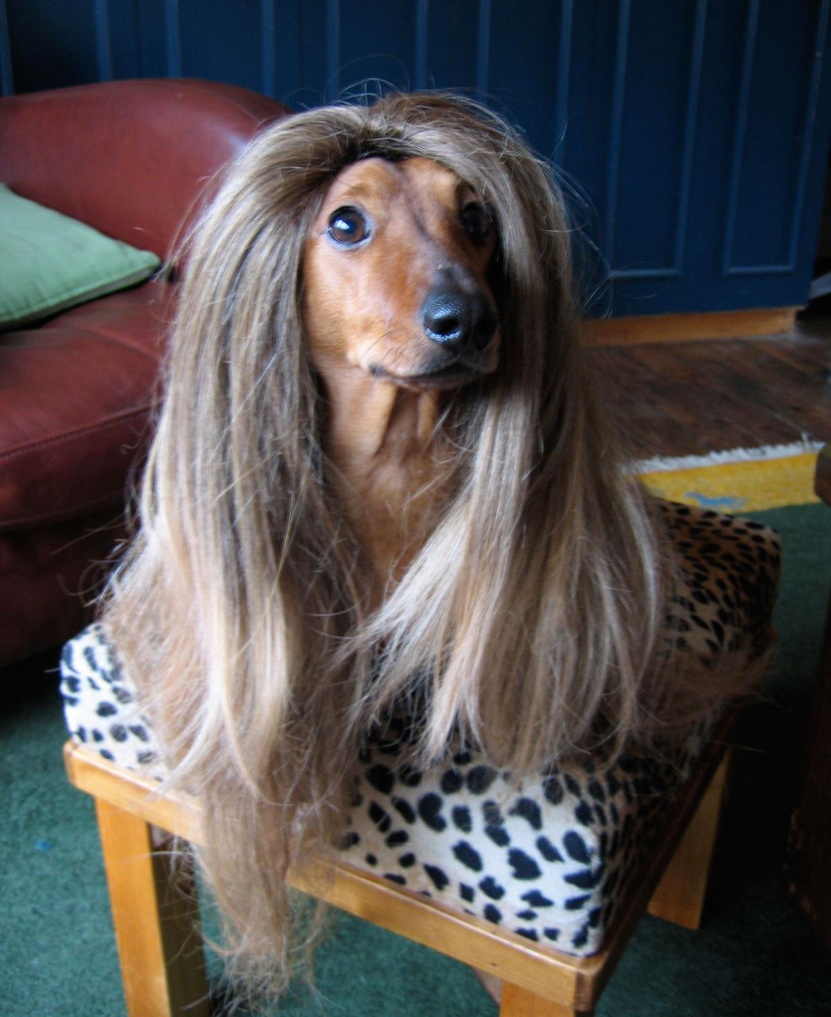 My Dachshund looks great in a wig