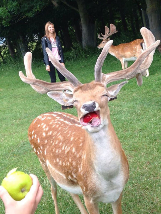 Deer eating apple
