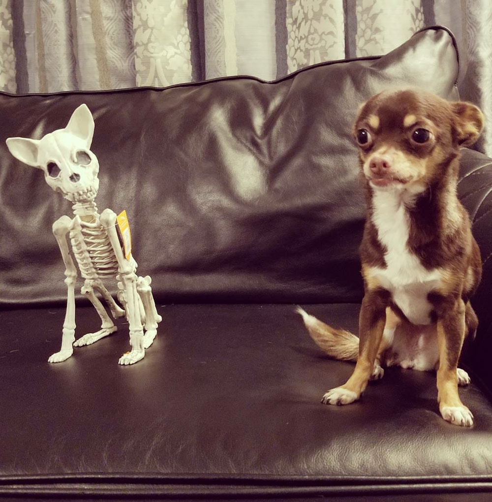 Dog isn’t amused by Halloween decoration