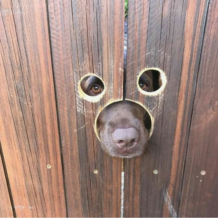 Doggo friendly fence
