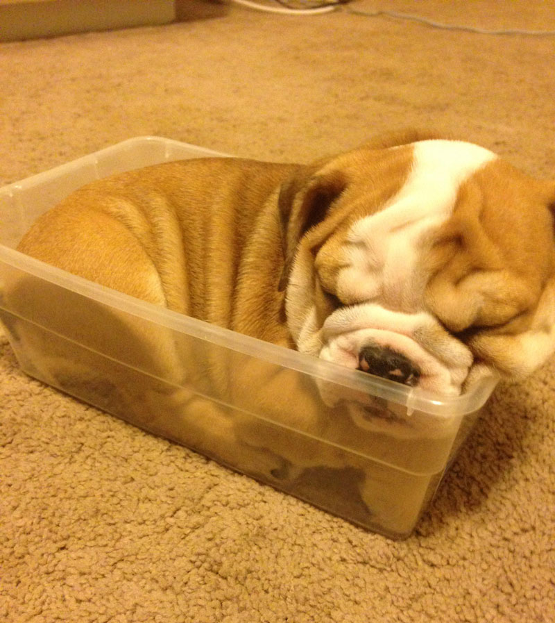 My English Bulldog sleeping in a container when she was a puppy
