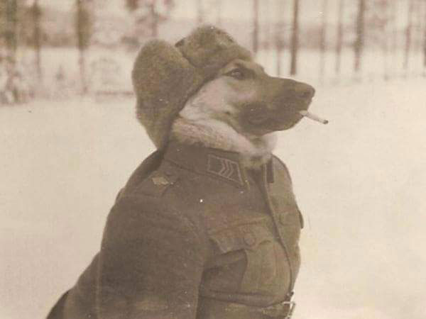 Finnish military dog in second world war