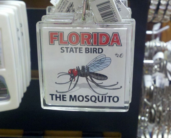 Florida State Bird
